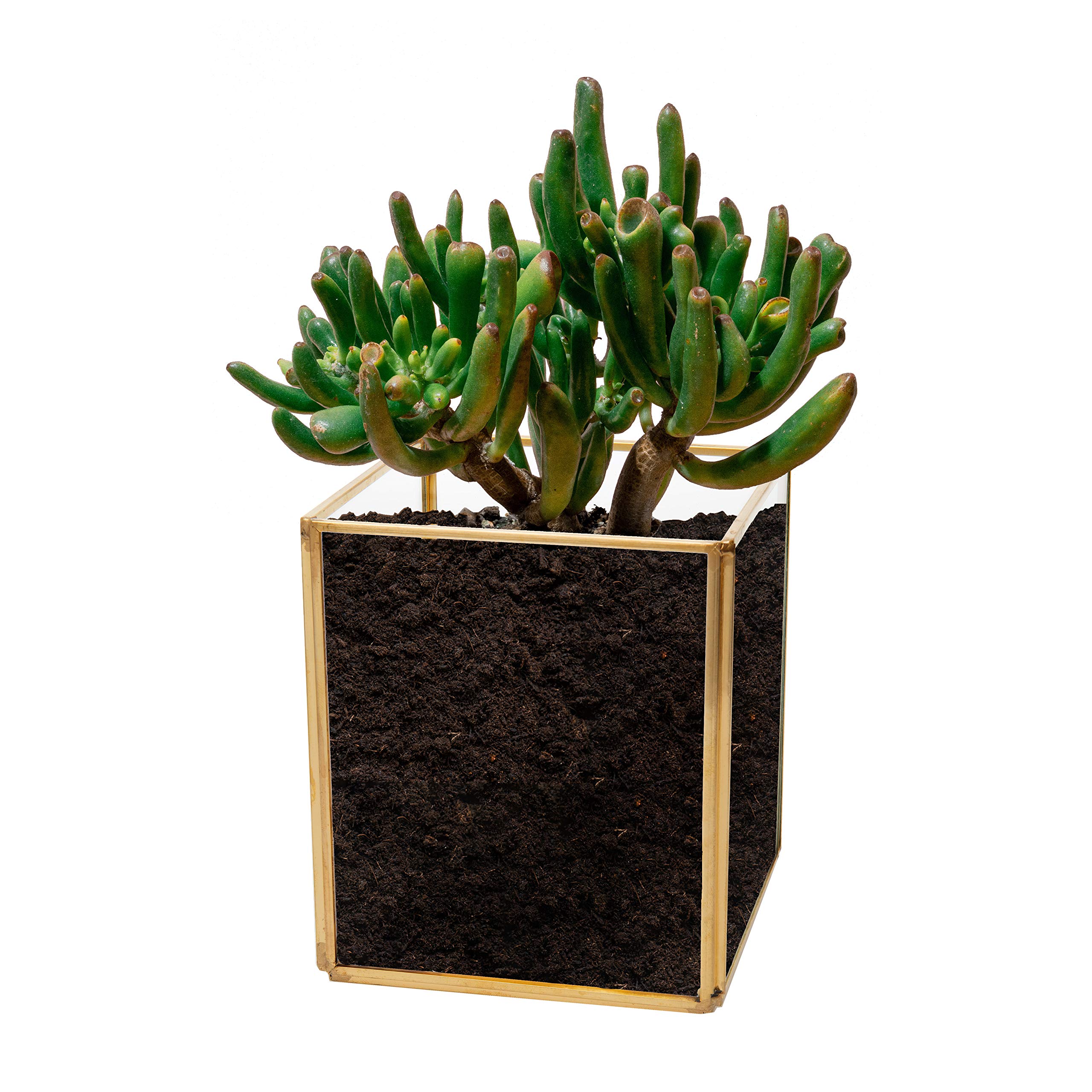 Kusso Glass Terrarium Plant Pot (Square) - Glass Indoor Plant Pot with Gold Metal Edges for Air Plants & Succulents Cactus, Geometric-Style Glass Planter Indoor