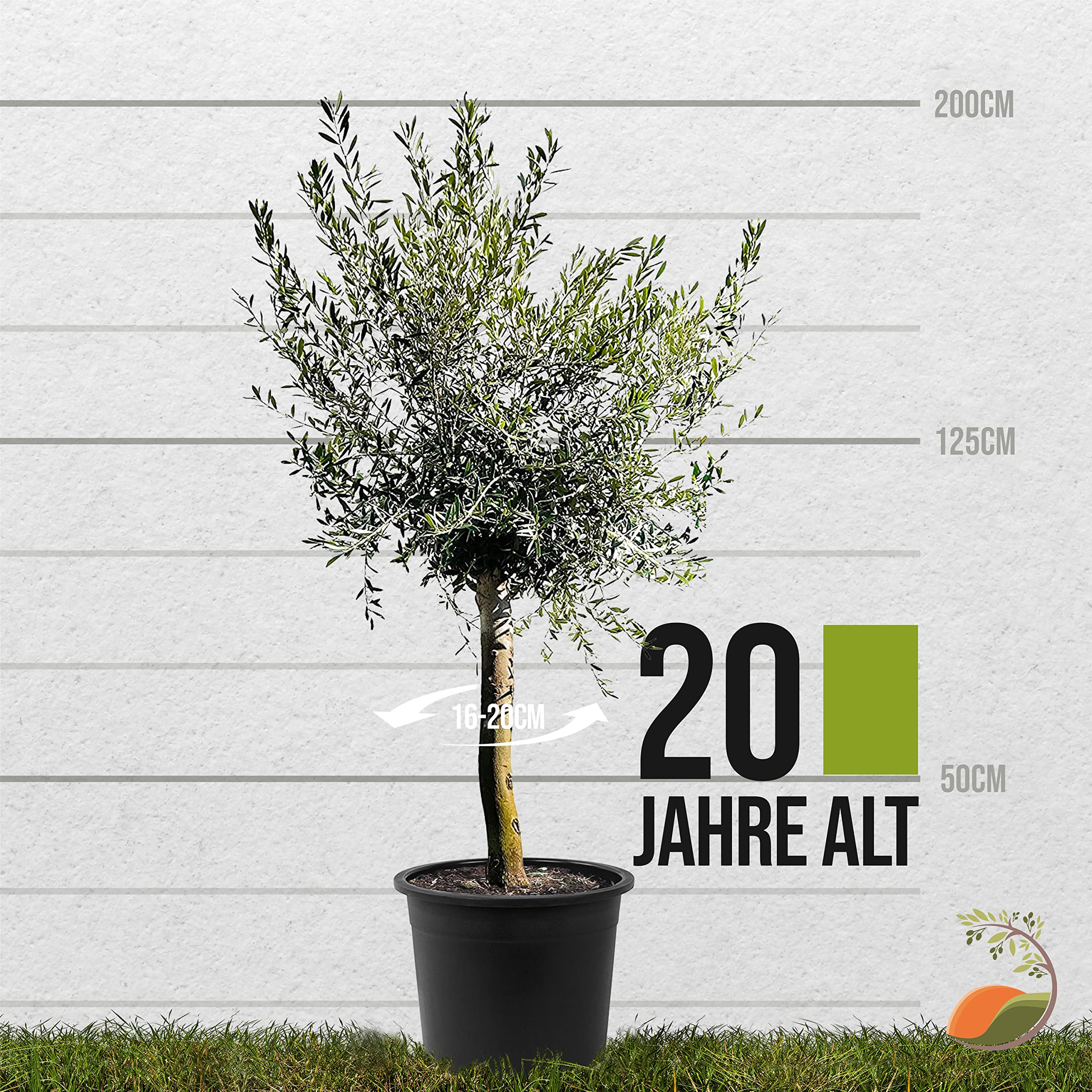 TropicTrees - Olivenbaum winterhart mit einer Hhe von ca. 170cm und einem  Stammumfang von 16-20 cm - 20 Jahre alt - echter Olivenbaum mit echten,  essbaren Olivenfrchten - Olea Europaea - 1 Stck : Amazon.de: Garten