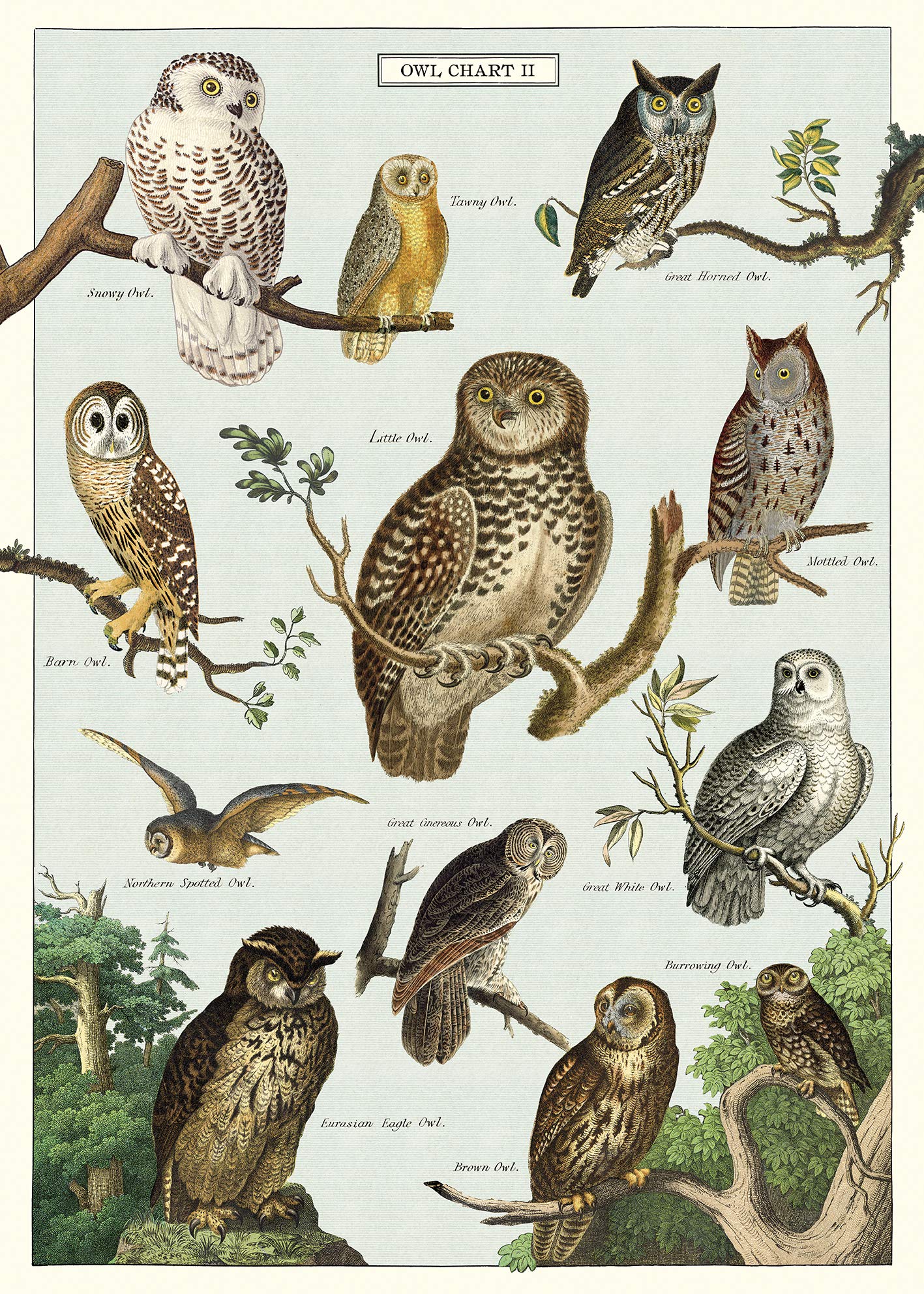 Cavallini & Co Vintage Vögel Poster – 50x70 Cm, Matt, Naturmotiv Fürs Wohnzimmer