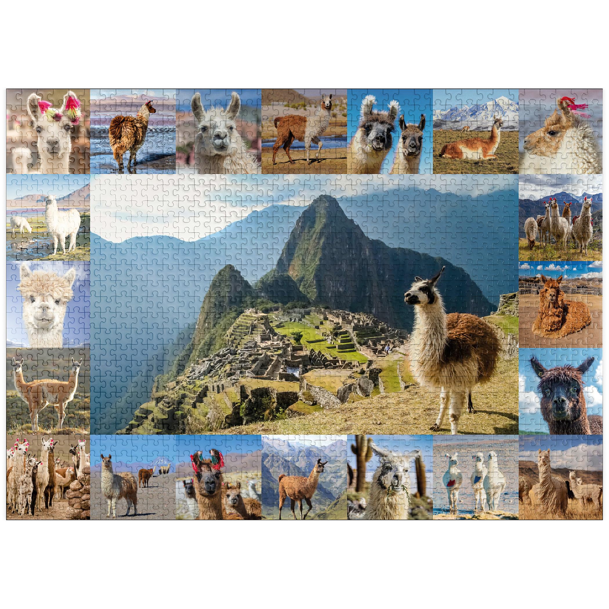 MyPuzzle Llamas and Alpacas - Collage - Premium 1000 Piece Jigsaw Puzzle for Adults