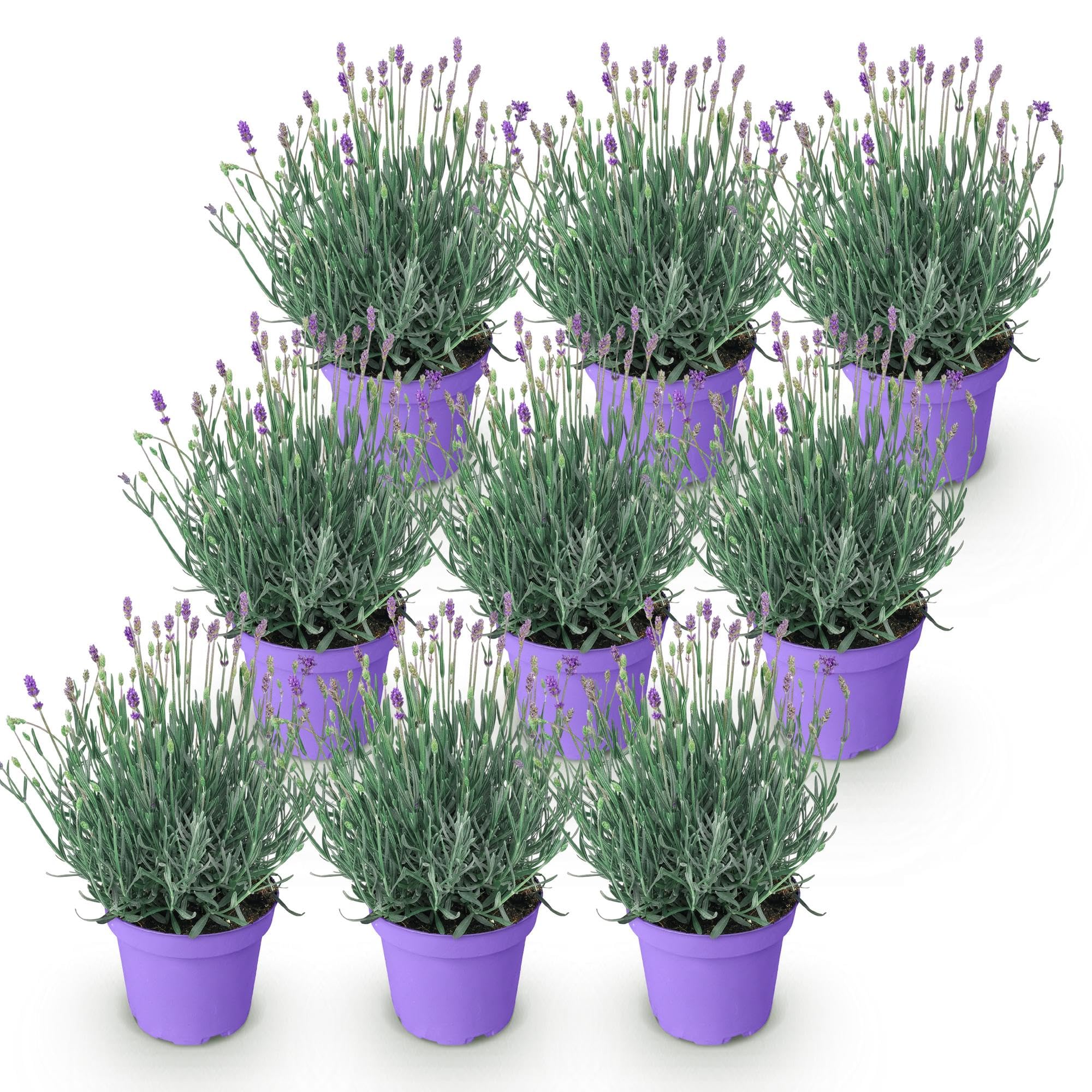 Piante di Lavanda Munstead da Giardino, Viola, Set da 9 Piante, Vaso 12cm