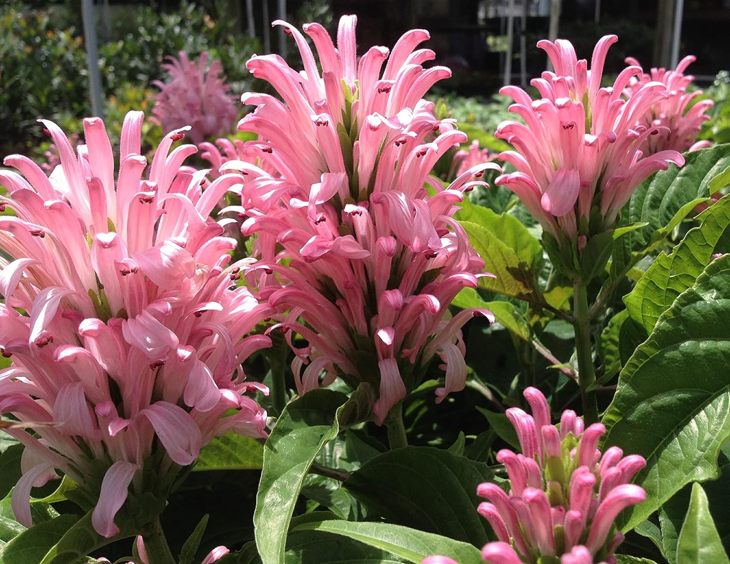 Pink Brazilian Plume Jacobina - Justicia carnea - Shade Perennial - Live Plant - Rose Colored Flower - Emerald Goddess Gardens - Starter Sz 4 Inch Pot
