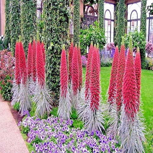 Miniatura 3 de 20 semillas de torre de joyas  Planta Echium Wildpretii  Semillas de flor de colibrí rojo