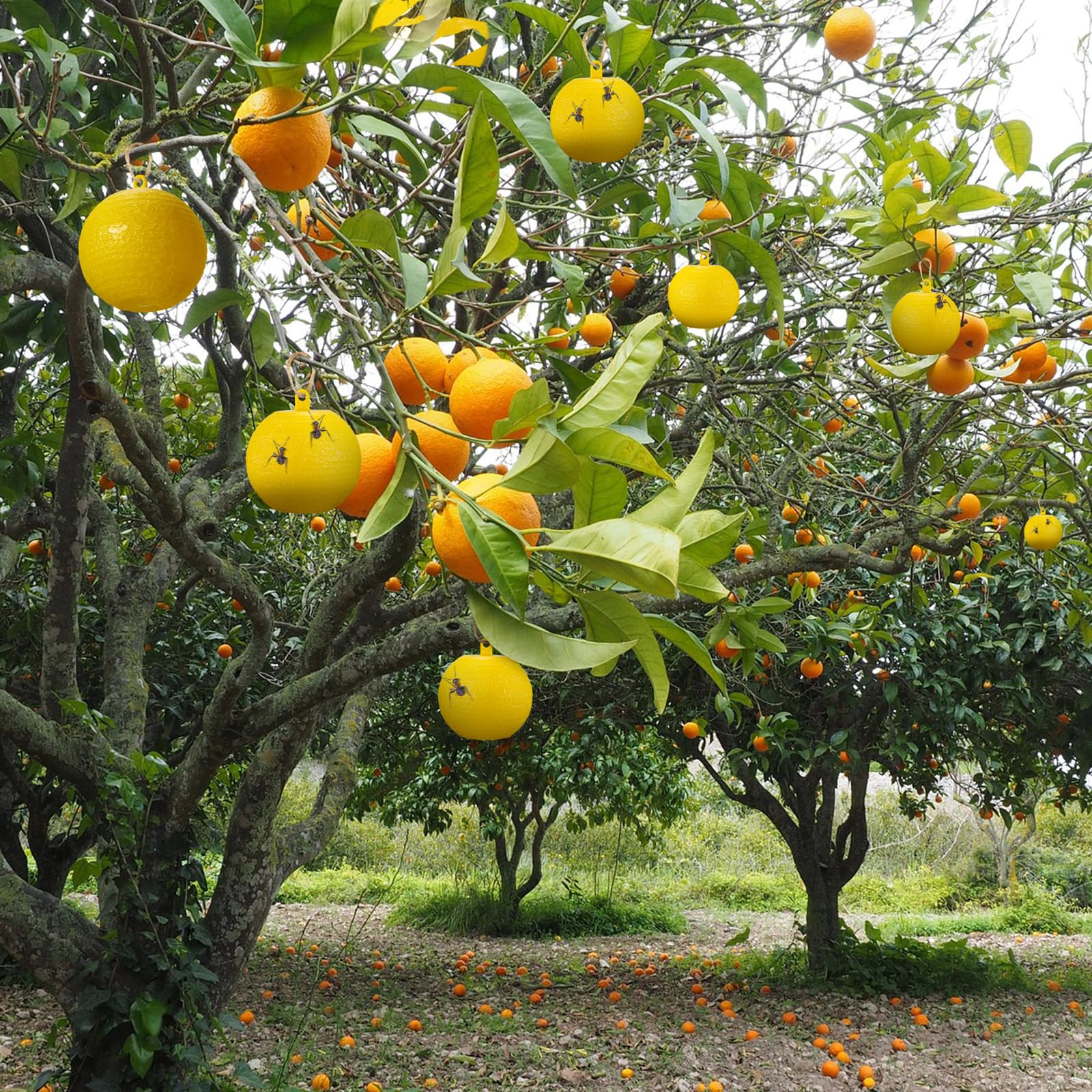 Qualirey 10 bolas adhesivas para atrapar moscas de la fruta, bola adhesiva para atrapar moscas, moscas, mosquitos, avispas, insectos, insectos voladores, trampas de bolas de trampa (amarillo)