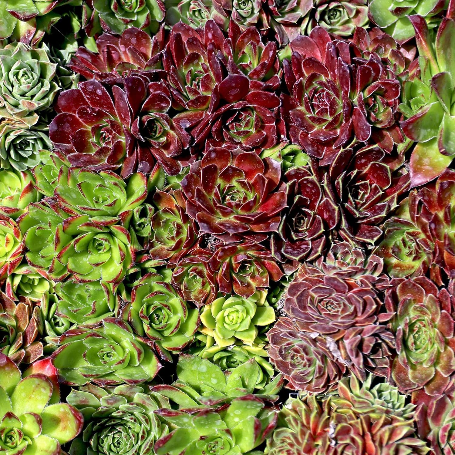 Mountain Crest Gardens Sempervivum Bulk Pack - 25 Live Cold Hardy Plants, 5 of Each Variety, Rooted in 2 Inch Pots - Real Succulents for Outdoor Projects, Landscaping & Resale