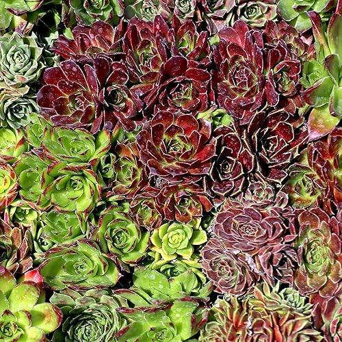 Miniatura 5 de Mountain Crest Gardens Sempervivum - Paquete a granel  25 plantas vivas resistentes al frío, 5 de cada variedad, enraizadas en macetas de 2