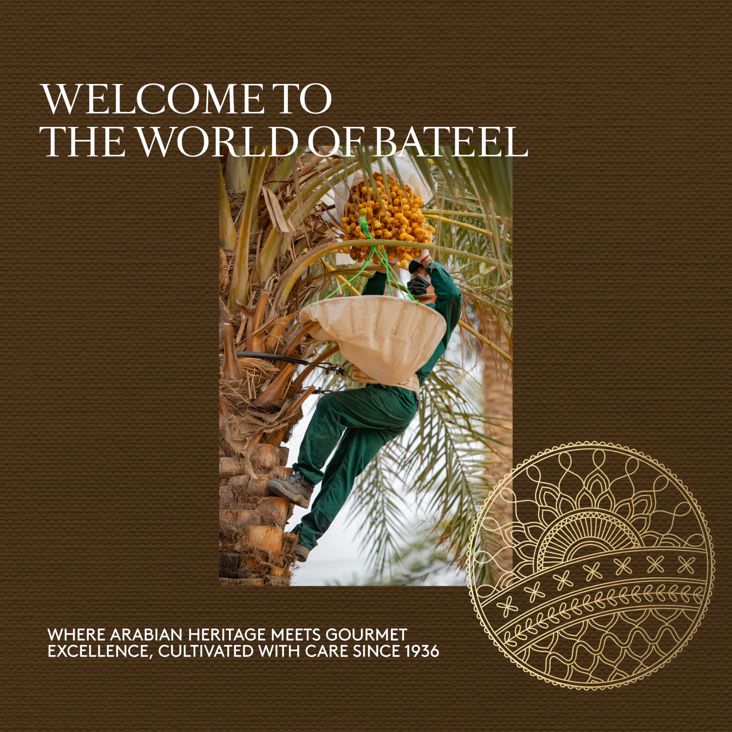 Bateel Palm Coffret Cadeau | Dattes Fourrées Assorties | Grand Format | Cadeau de Luxe