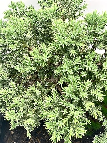 Miniatura 5 de Árbol bonsái de enebro enano vivo  Interiorexterior  100% hecho a mano  Decoración para el hogar y la oficina  El mejor regalo para vacaciones (L)