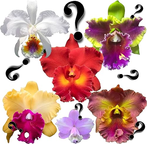 "Misterio"Orquídeas Cattleya sin nombre gran variedad, fácil de cultivar, grandes flores, muchas fragantes (NO en brotefloración cuando se envía)