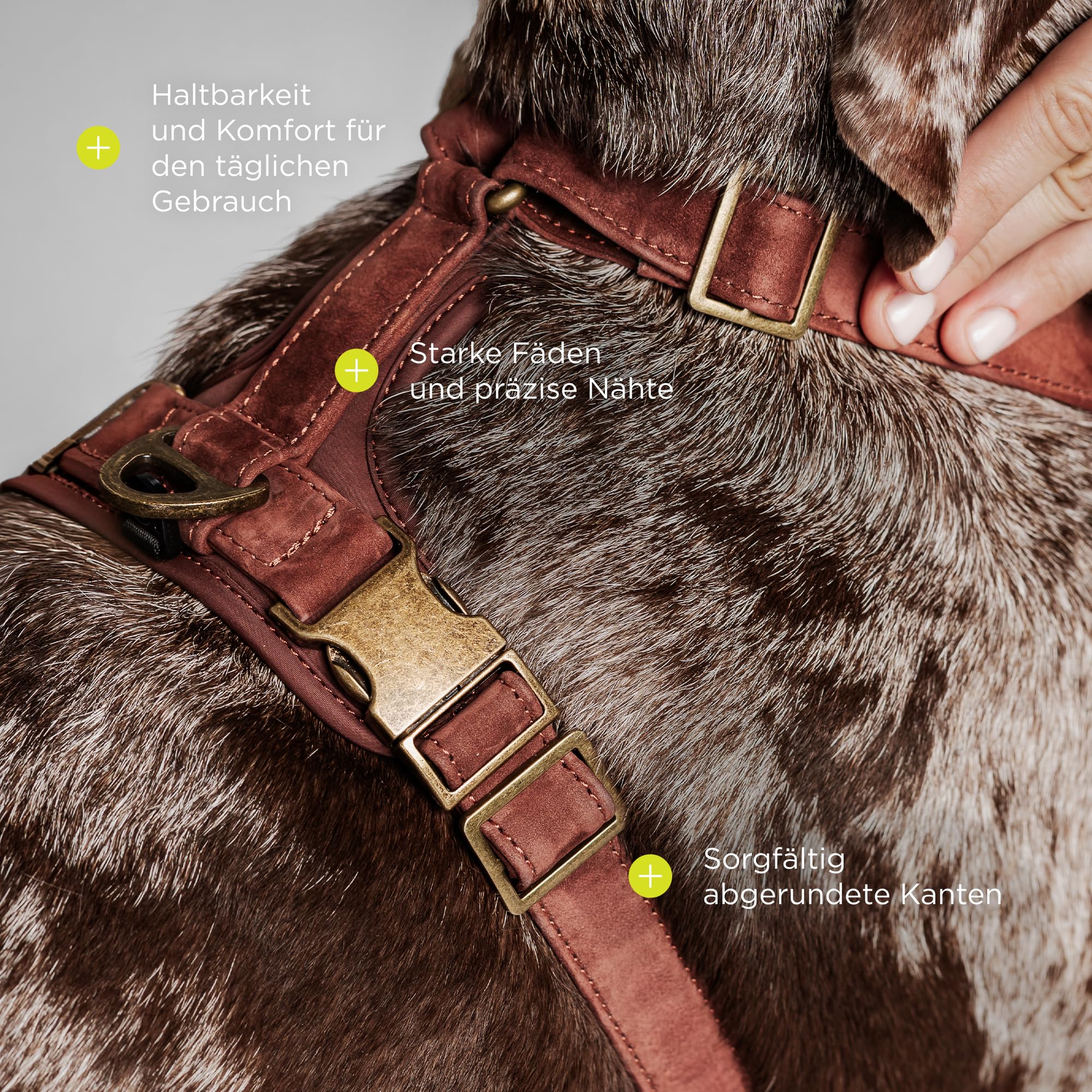 Lord Leder Hundegeschirr mit Guard-Konstruktion | Natürliche Rindsleder, für Mittlere Hunde, Komfort und Bewegungsfreiheit, Stabiles Führen an Der Leine