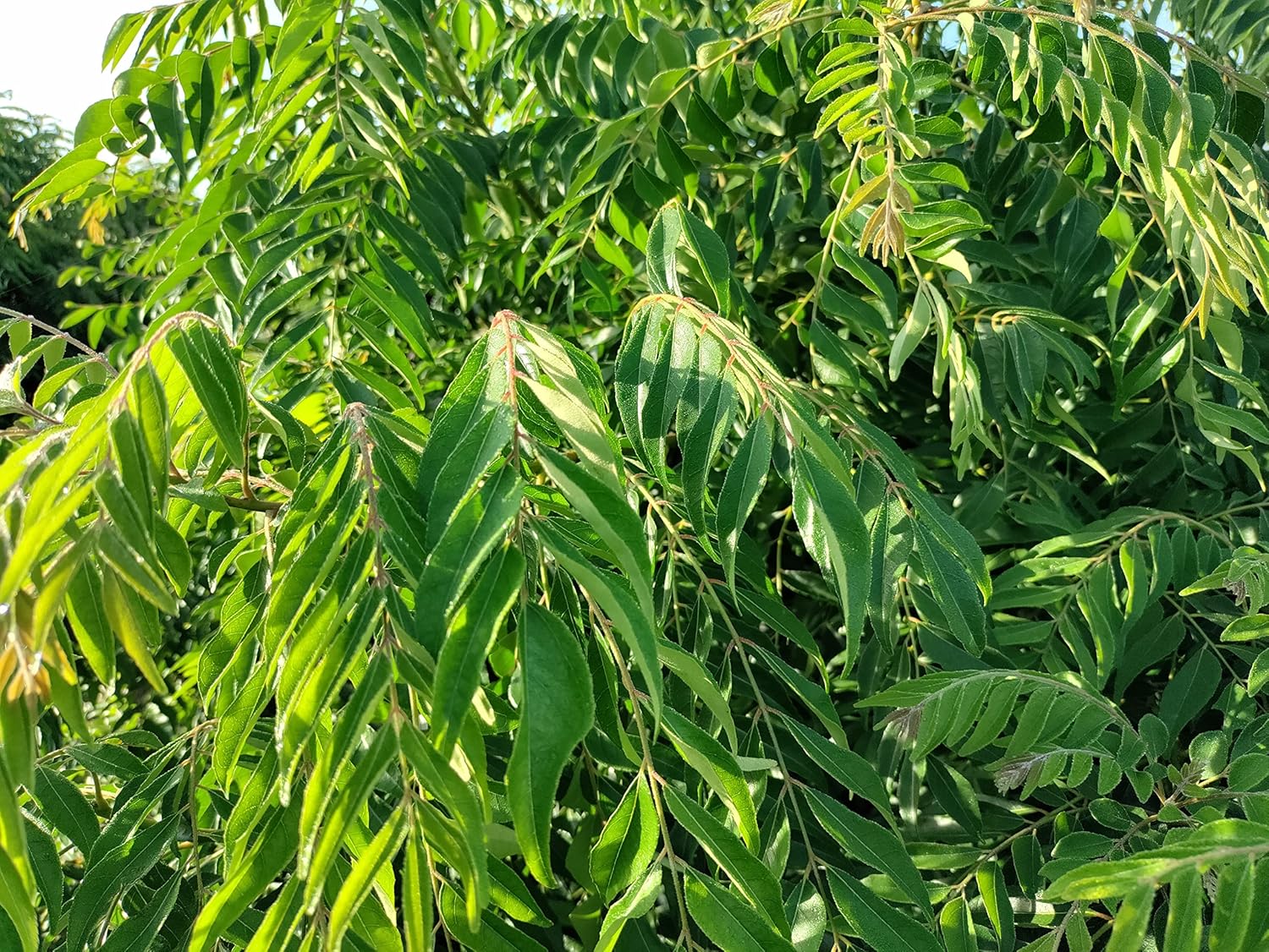 Curry Leaves - 4 lb from Kings Sunshine Farms