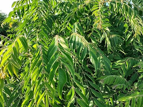 Miniatura 44 de Hojas de curry frescas - 4 oz - Paquete de $3.74 por oz - Inspeccionado por el USDA en el sitio, cultivado en Florida, altamente aromático y sabroso