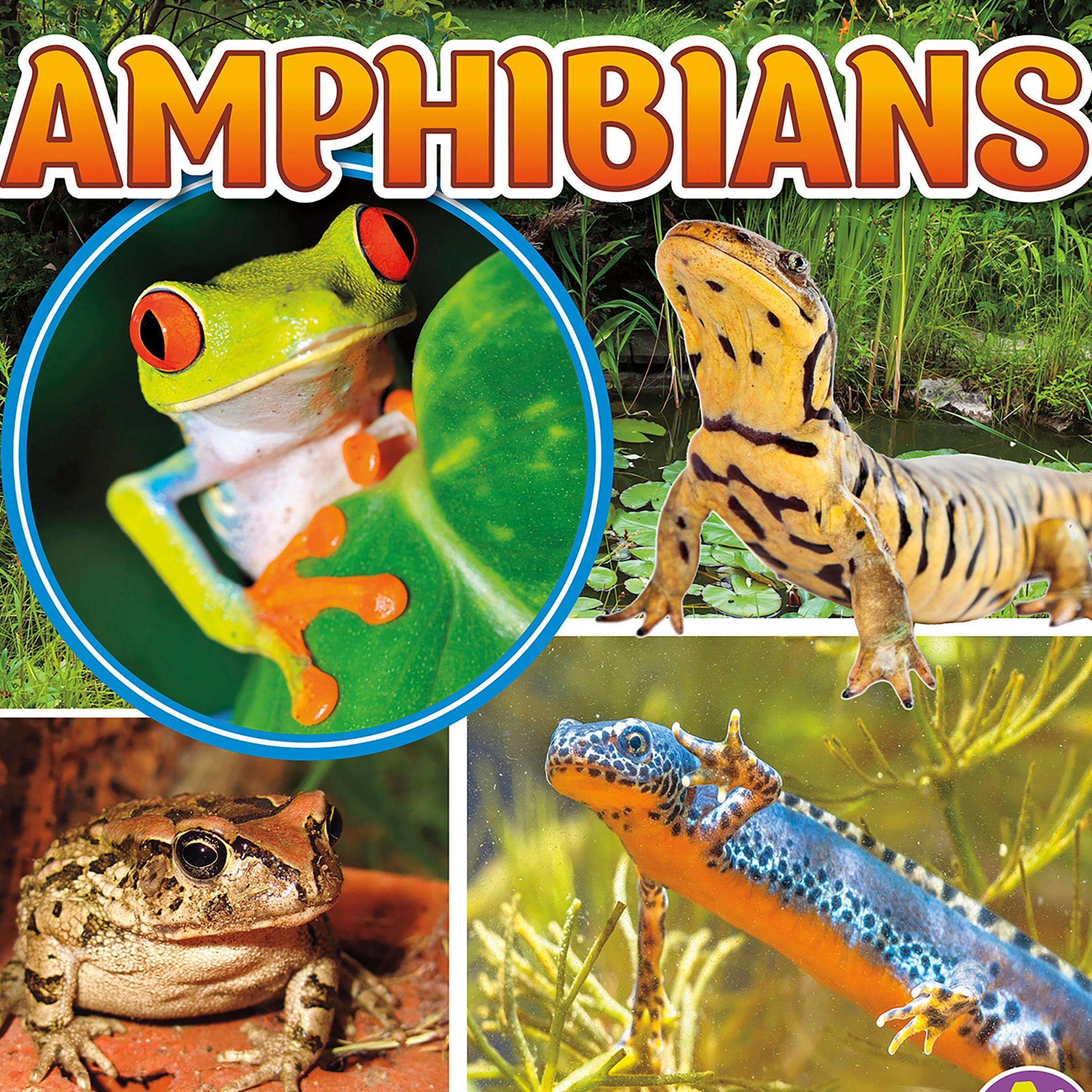 Amphibians