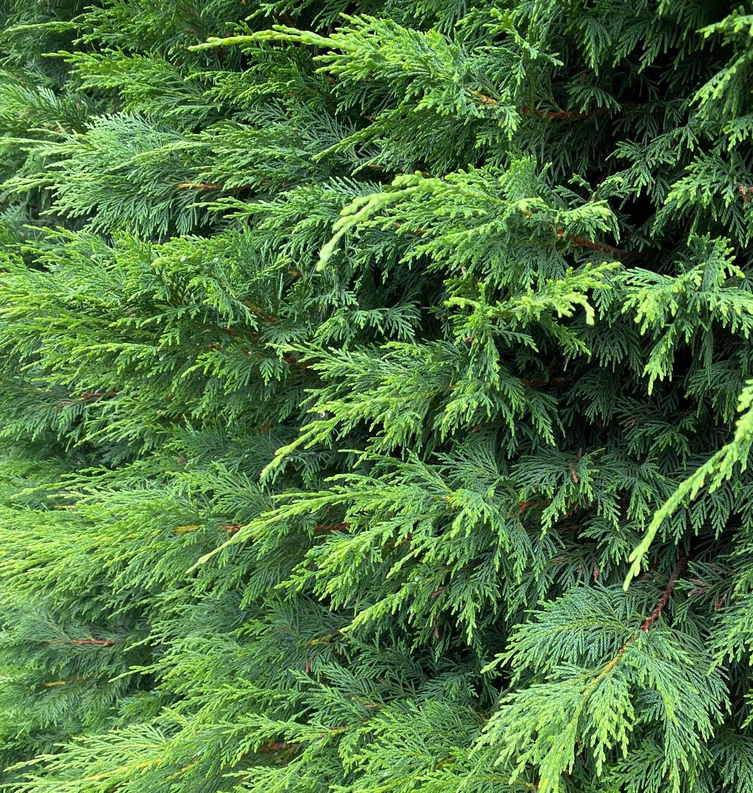 Direct Plants Green Leylandii Cupressocyparis Leylandii Hedging Trees 3-4ft Supplied in 3 Litre Pots