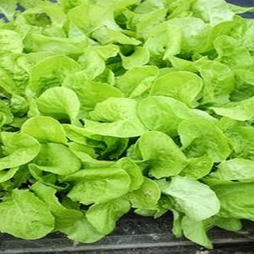 Eggless Apple Muffins Recipe - //medicalbooks.filipinodoctors.org