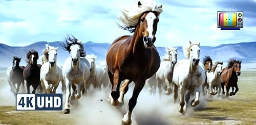 Wild Horse Serenity – Majestic Horses Roaming Free with Ambient Music for a Calming UHD For Fire TV Screensaver – vue 9