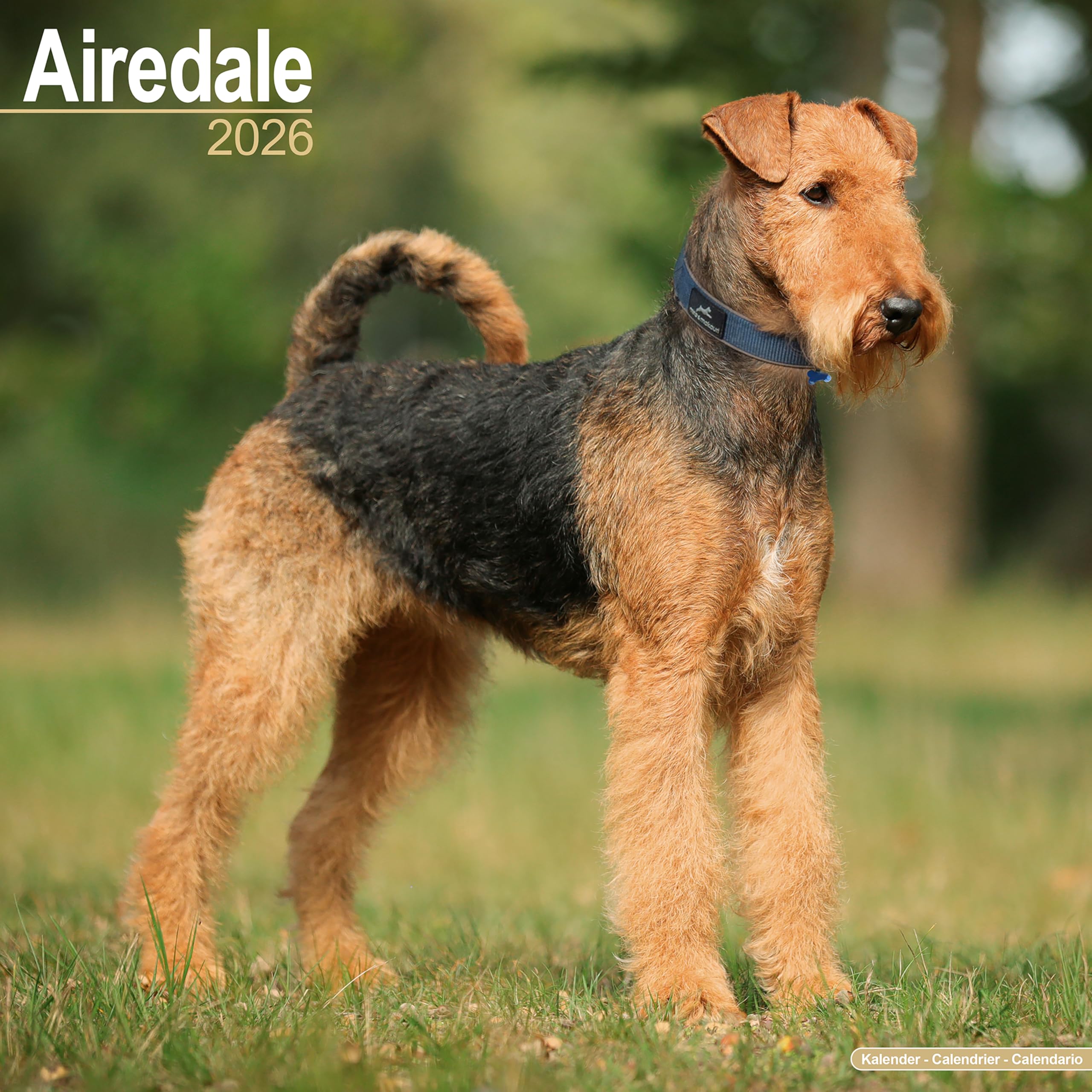 Airedale 2026 Calendar | Dog Breed Gift Wall 20% OFF MULTI ORDERS