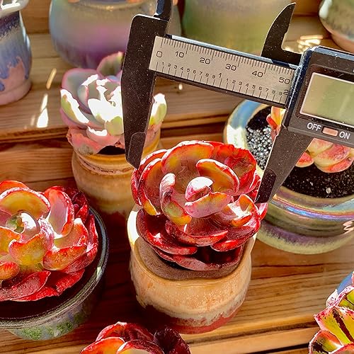 Miniatura 6 de FWPP Cotyledon orbiculata - Planta suculenta viva en maceta de 2 pulgadas, hojas abigarradas con bordes rojos, planta de interior totalmente