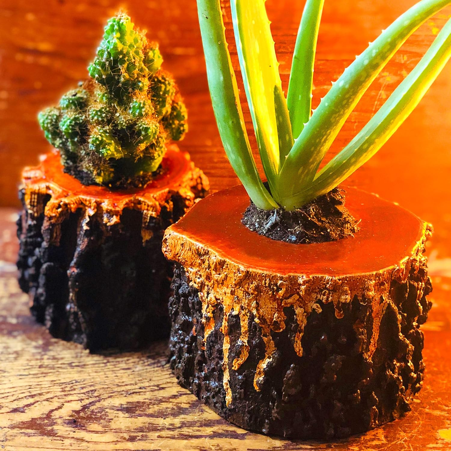Bushy Box Live Potted Aloe & Succulent Set Cool Plant Mix