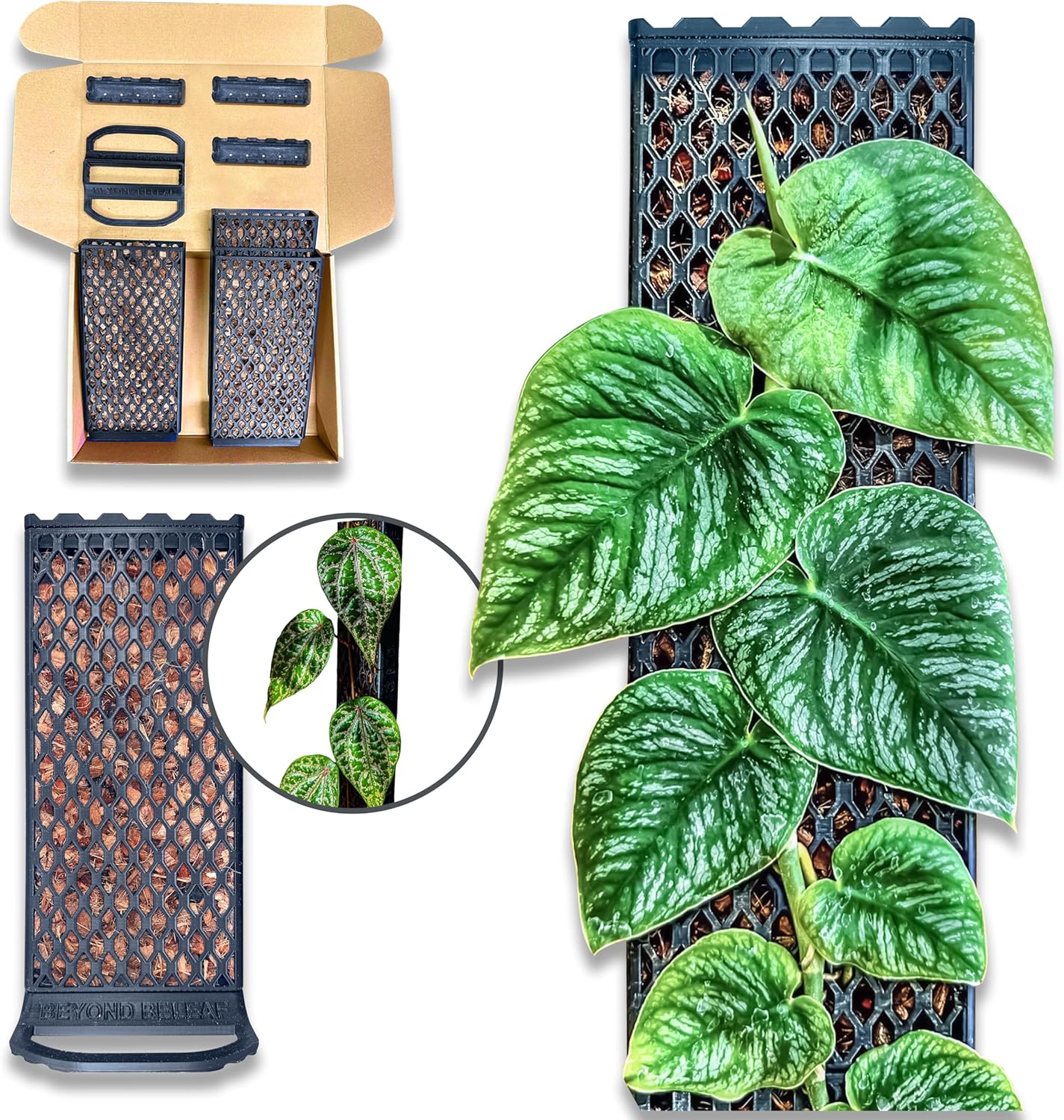 Self-Watering Plant Support Board for Plants to Climb up - Modular Extendable - Prefilled w/Coco Chips for Climbing Monstera - Beyond Beleaf - Propogation Tool - Coco chip Board (Extra Small)