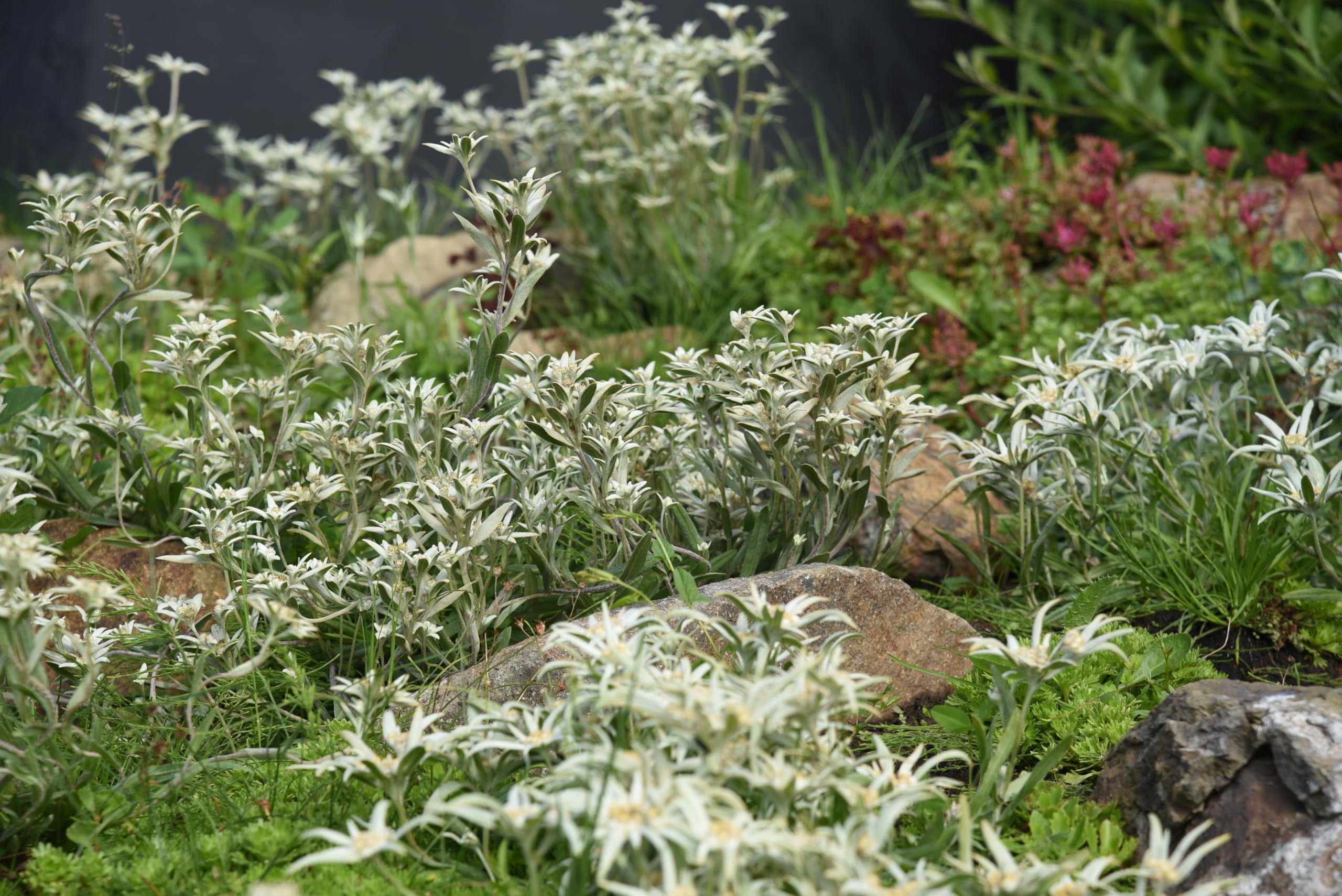 Stauden Gänge 10 x Leontopodium souliei 'Alpina White' Edelweiß winterhart