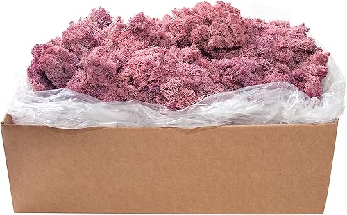 Miniatura 29 de SuperMoss (21710) Musgo de Reno Conservado, Verde Bosque, 1.36kg