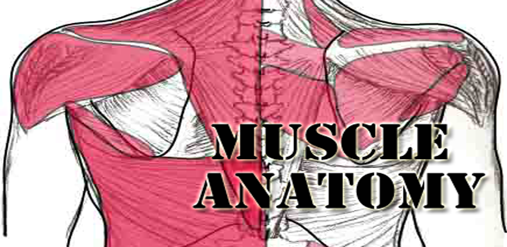 Muscles Study With Reference Muscle Anatomy Quick Reference:Amazon.co.uk:Appstore for Android