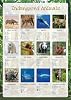 Tiger Moon The Tiger Moon Trading Company Ltd Endangered Animals Poster - Classroom Decoration, Bulletin Board, Teach & Learn Information Poster - Paper Laminated - A2 42 x 59.4 cm