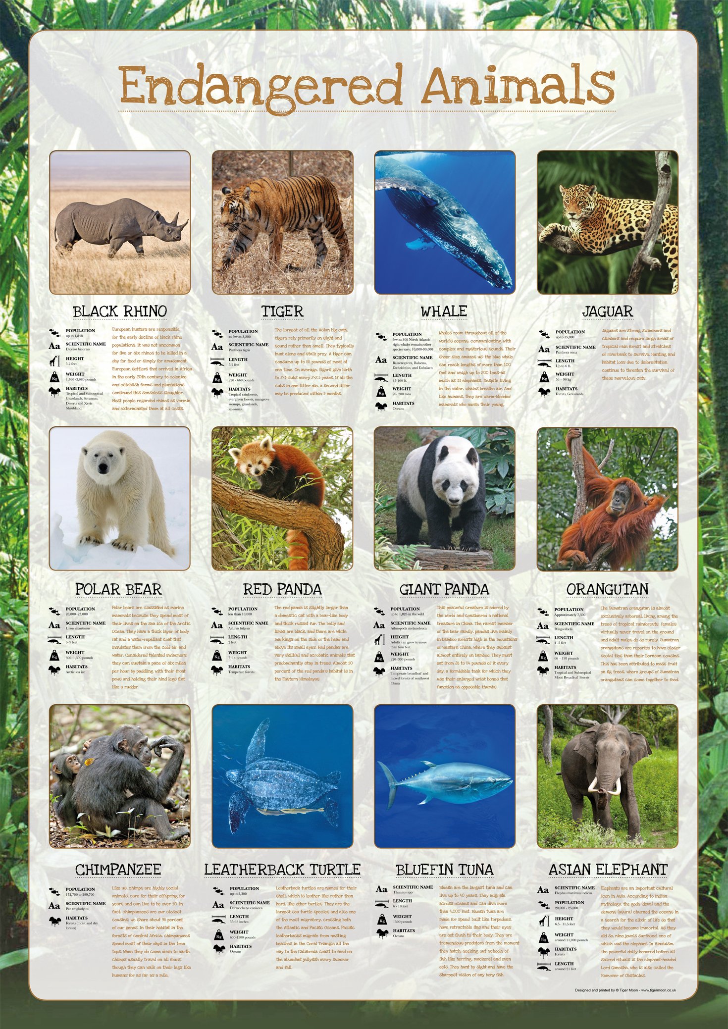 Tiger Moon The Tiger Moon Trading Company Ltd Endangered Animals Poster - Classroom Decoration, Bulletin Board, Teach & Learn Information Poster - Paper Laminated - A1 59.4 x 84.1 cm
