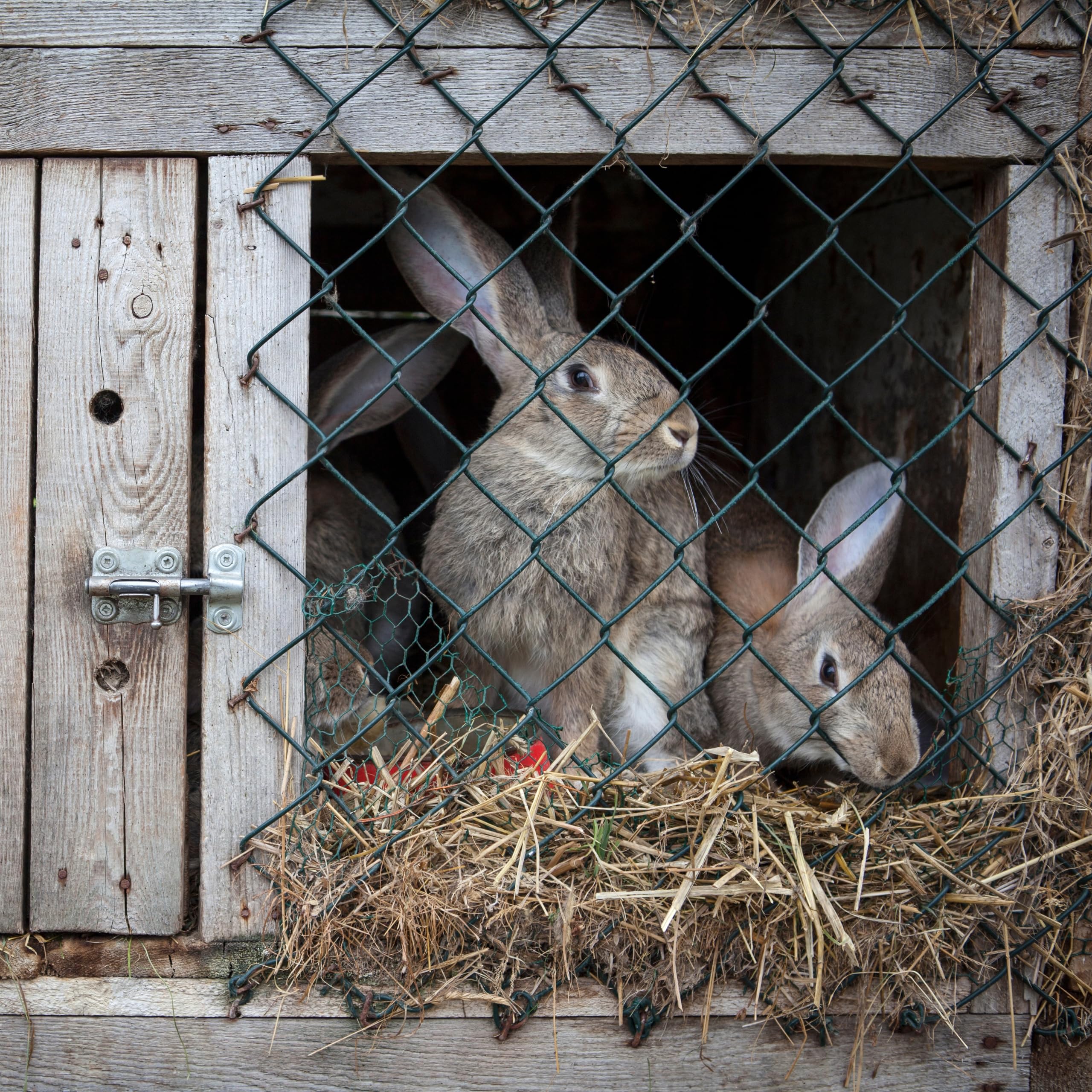 Heu für Kaninchen und Meerschweinchen (9-11kg) - Vegan, Wiesenheu als Einstreu und Futter für Hamster, Hasen und Nager - Kleintierheu getrocknet direkt vom Hof