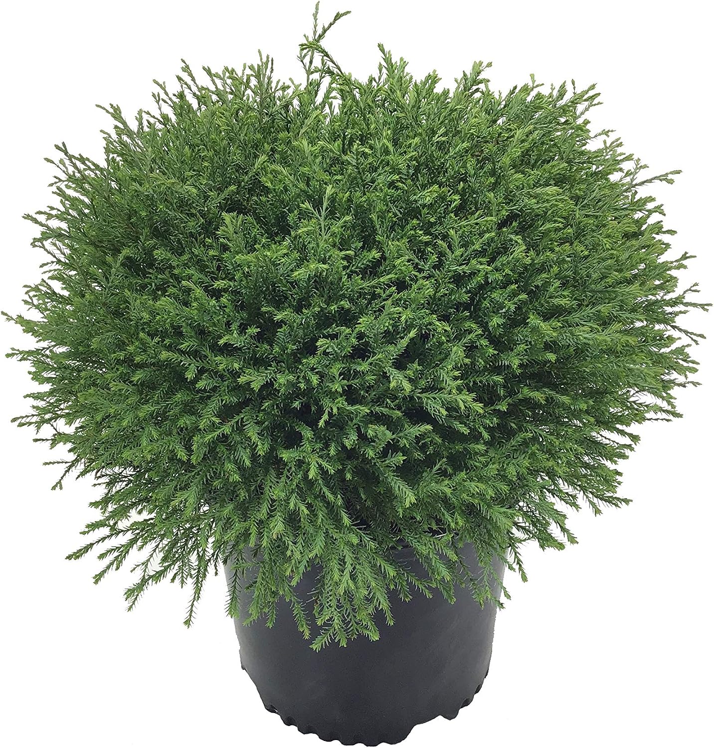 Mr. Bowling Ball Arborvitae - Compact, Liberia | Ubuy