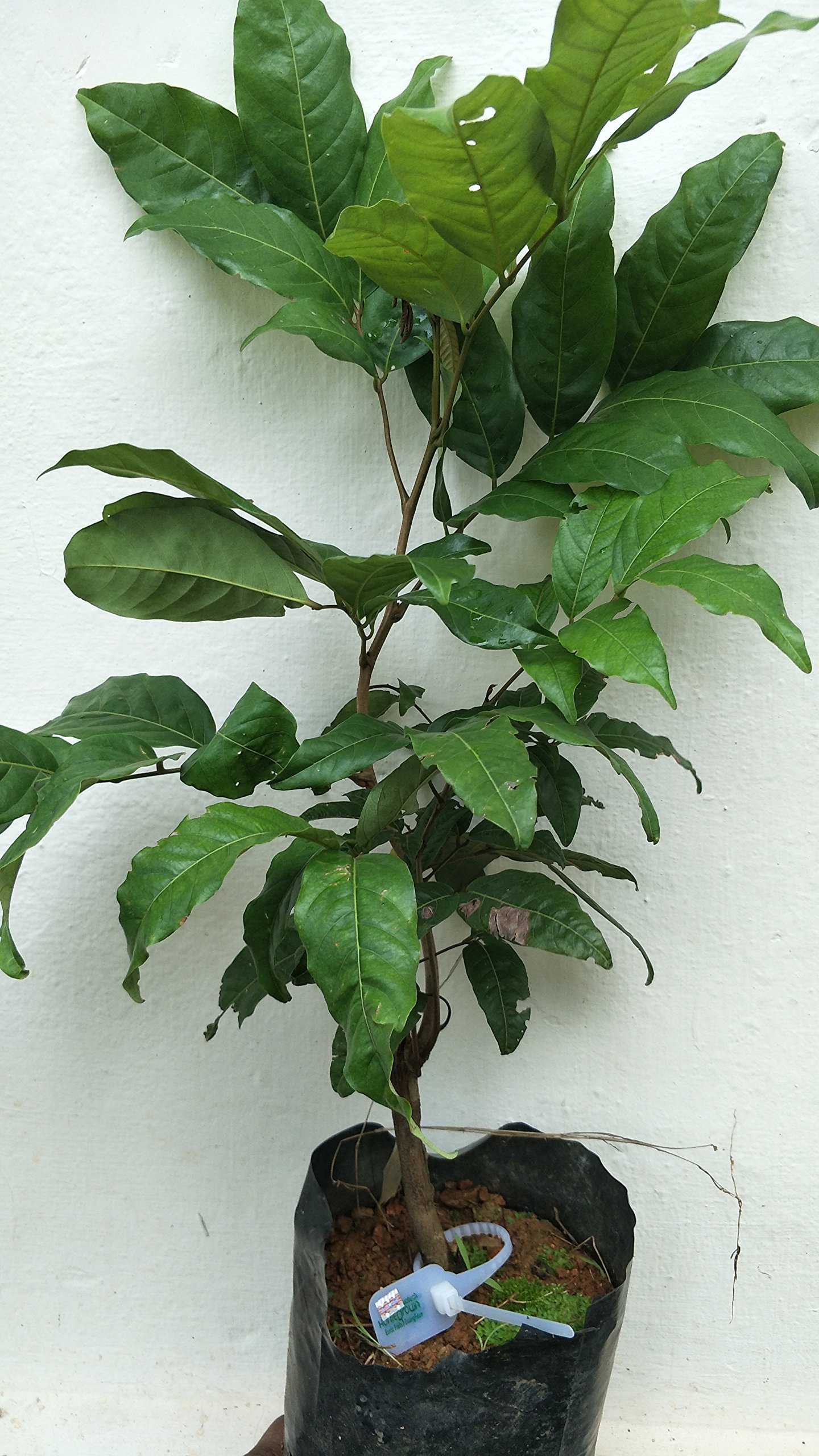 1 Healthy Rare Live Plant � Rambutan Malwana-Grafted � Nephelium lappaceum (1 Live Plant with Branded Tag and Hologram)-image-36