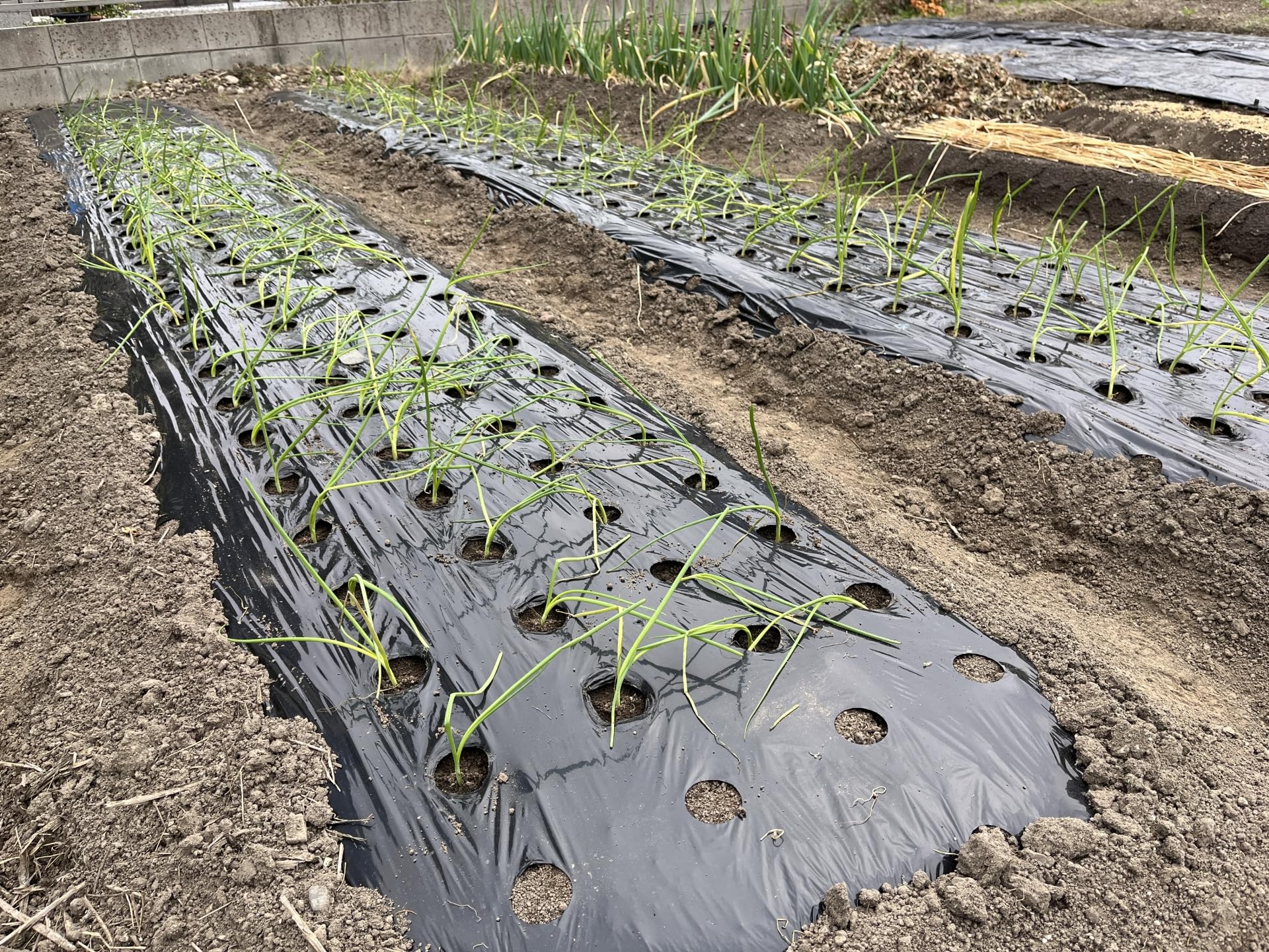 Amazon.co.jp: Nihon Matai Easy Onion Multi, 37.4 inches (95 cm) x