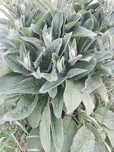 Comfrey Root 4 Live Esquejes de 3 a 4 pulgadas Bocking 4