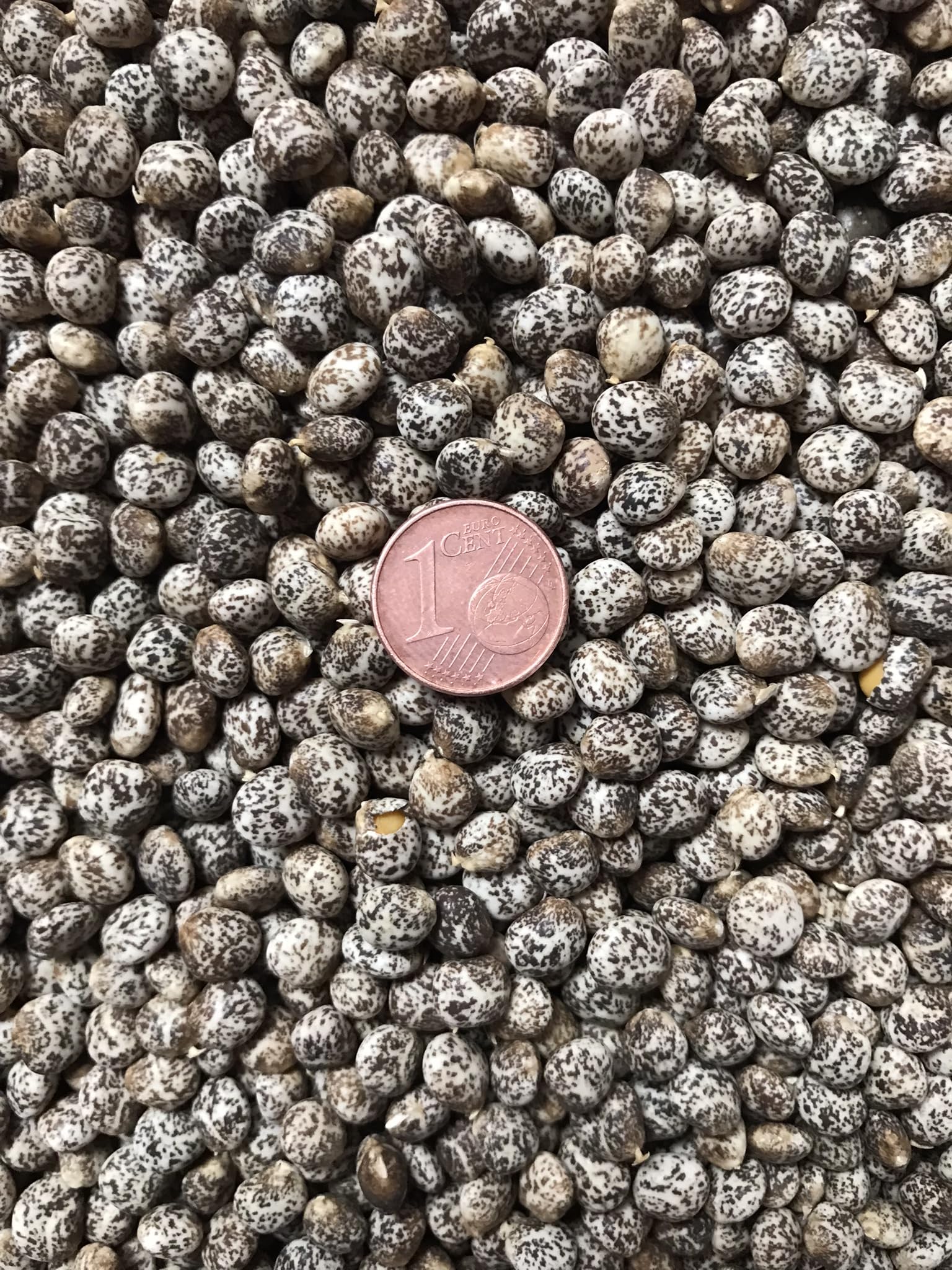 Lupine (Lupinus luteus) Samen (in gelb). Sehr guter natürlicher Gründünger! (10000 Samen = 1000,0g)