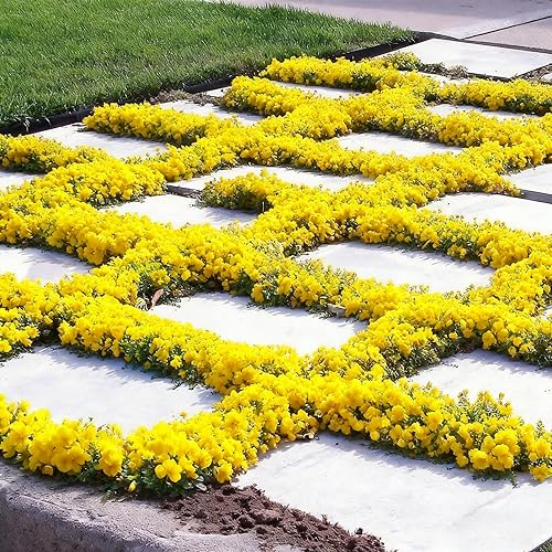 Miniatura 6 de Semillas de tomillo para plantar, más de 15000 semillas de timo, plantas perennes de cobertura del suelo, semillas de timo serpyllum sin OMG