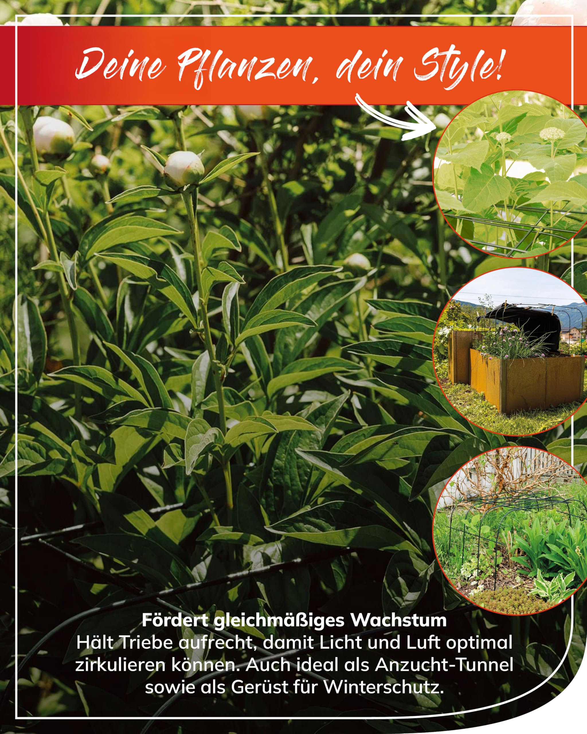 glockenblume blumenkasten Campanula portenschlagiana (Glockenblume) | Paket von 3m