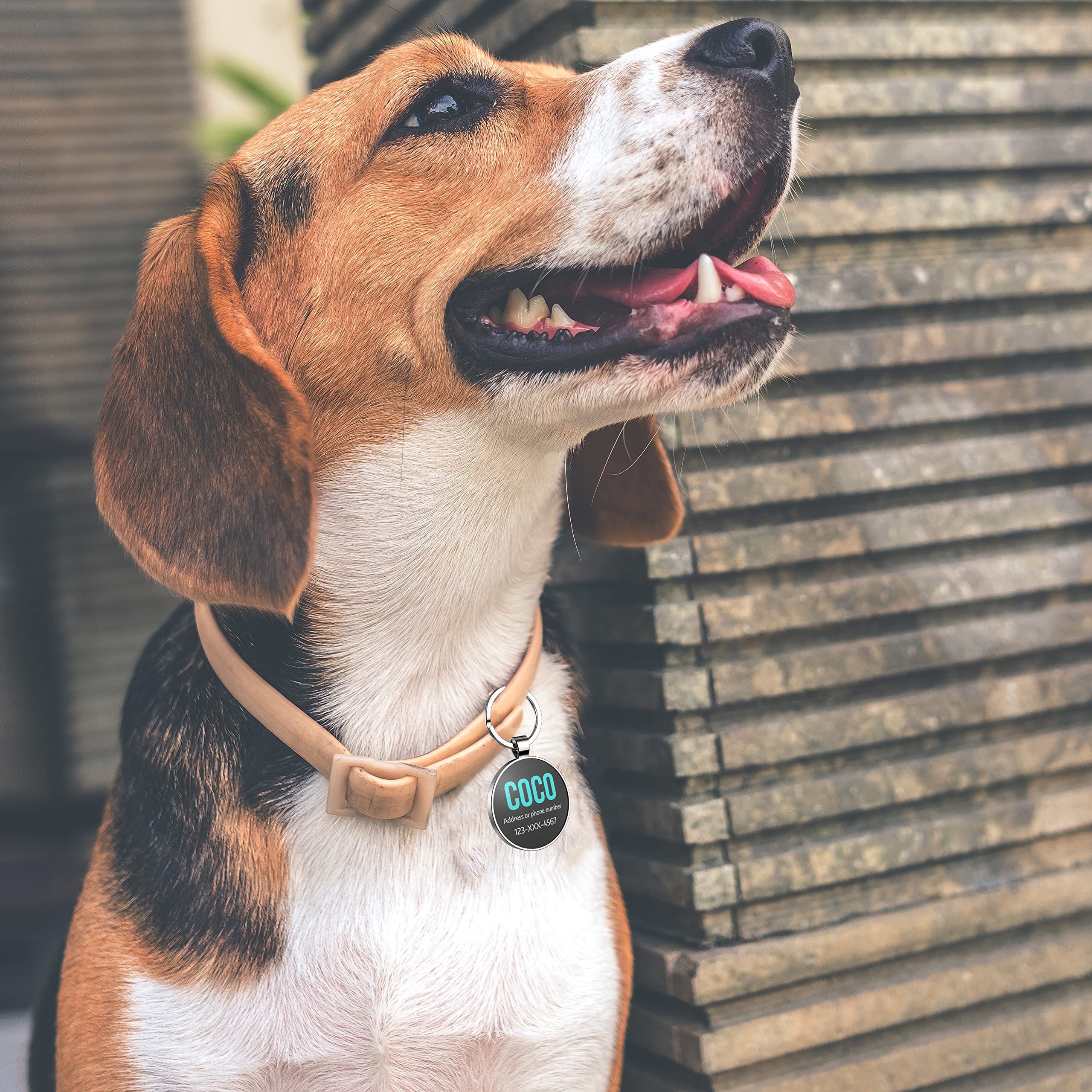 Cane Collare Di Cuoio Con Targhetta Italia - Foto 6