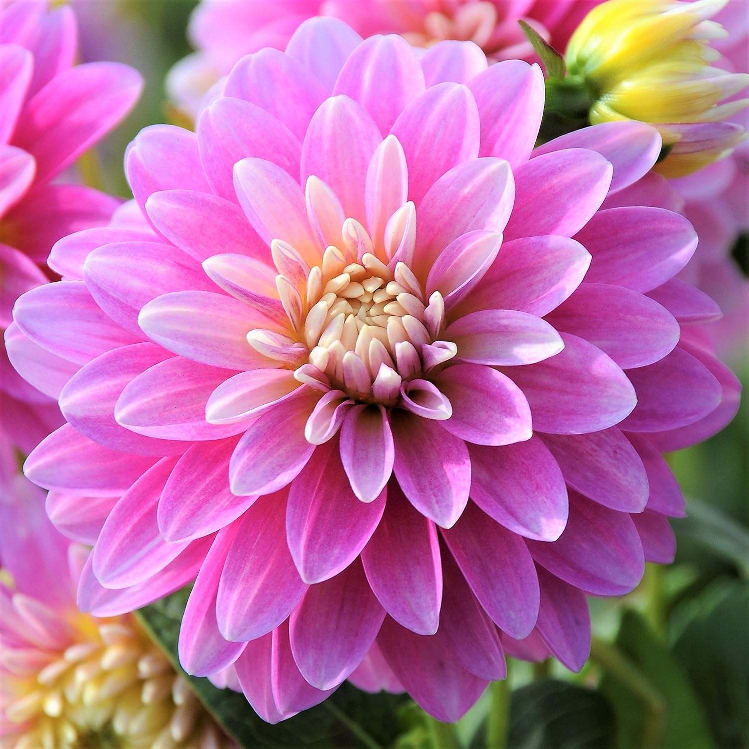 Buy Pink Dwarf Dahlia Gallery Rembrandt Miniature Dahlia Pink Blooms