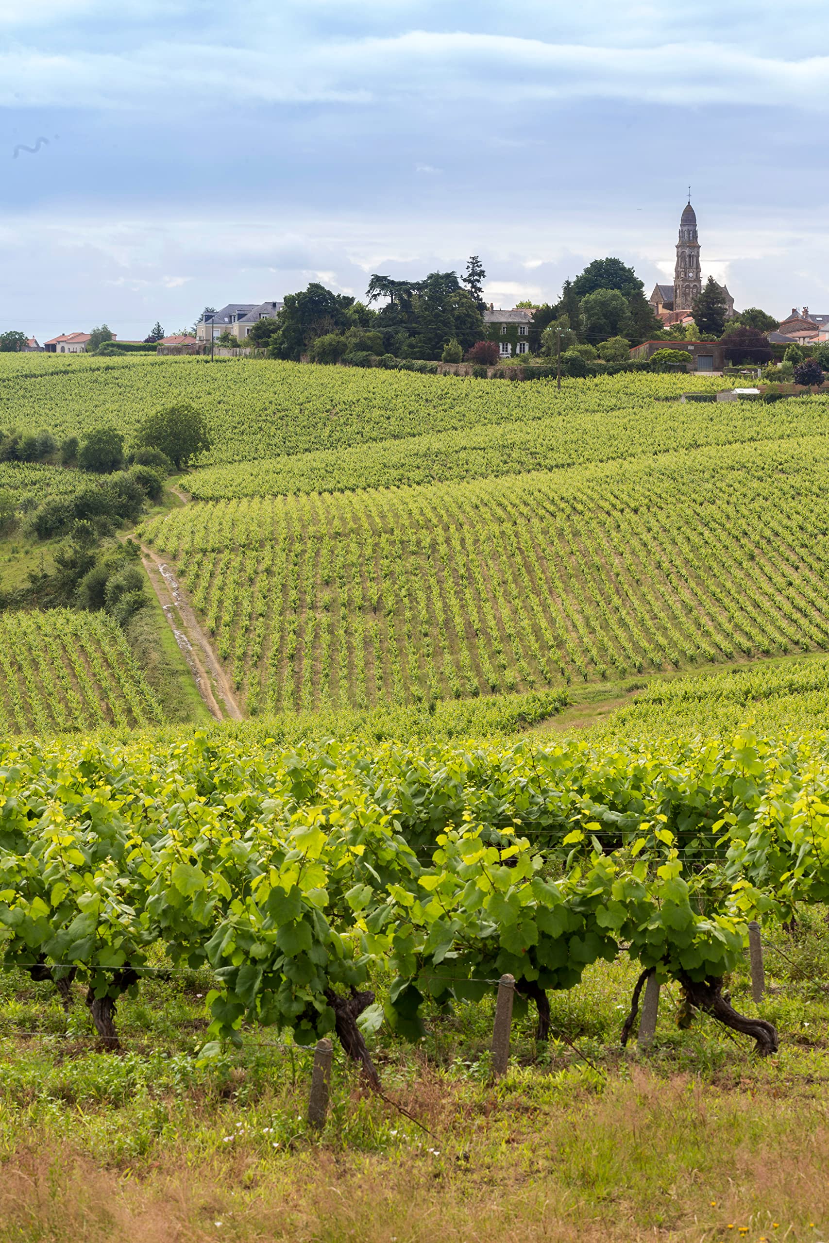 Château de L'Auberdière - Vin Blanc Sec AOC Muscadet Sèvre et Maine sur Lie (6 x 0.75 L)