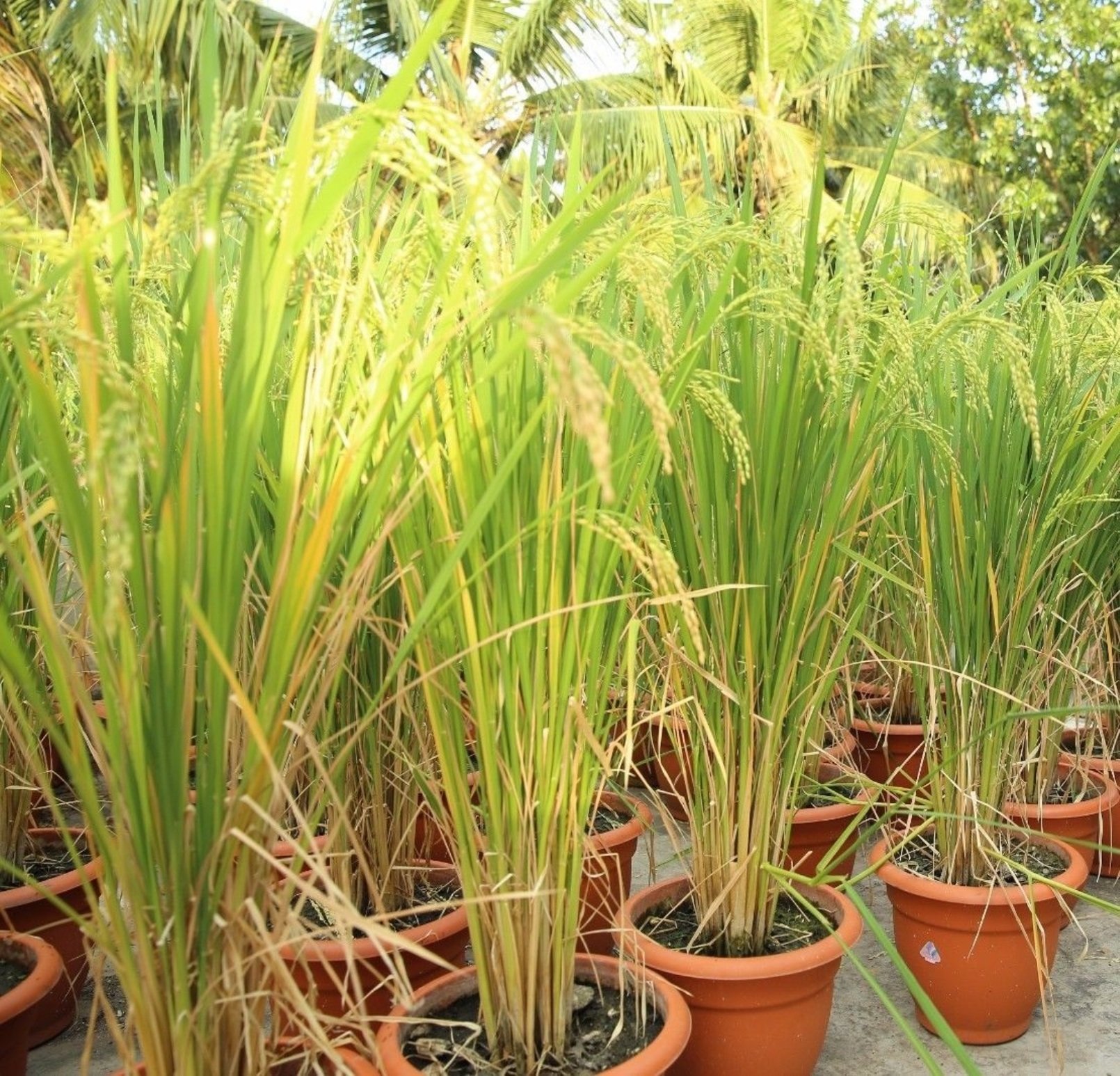 Seedstores :100 Seeds of Organic Rice Paddy  Oryza Sativa High Yield Variety Suitable for Container Pot Culture Fancy Growing (B076NC1G4L) Amazon Price History, Amazon Price Tracker