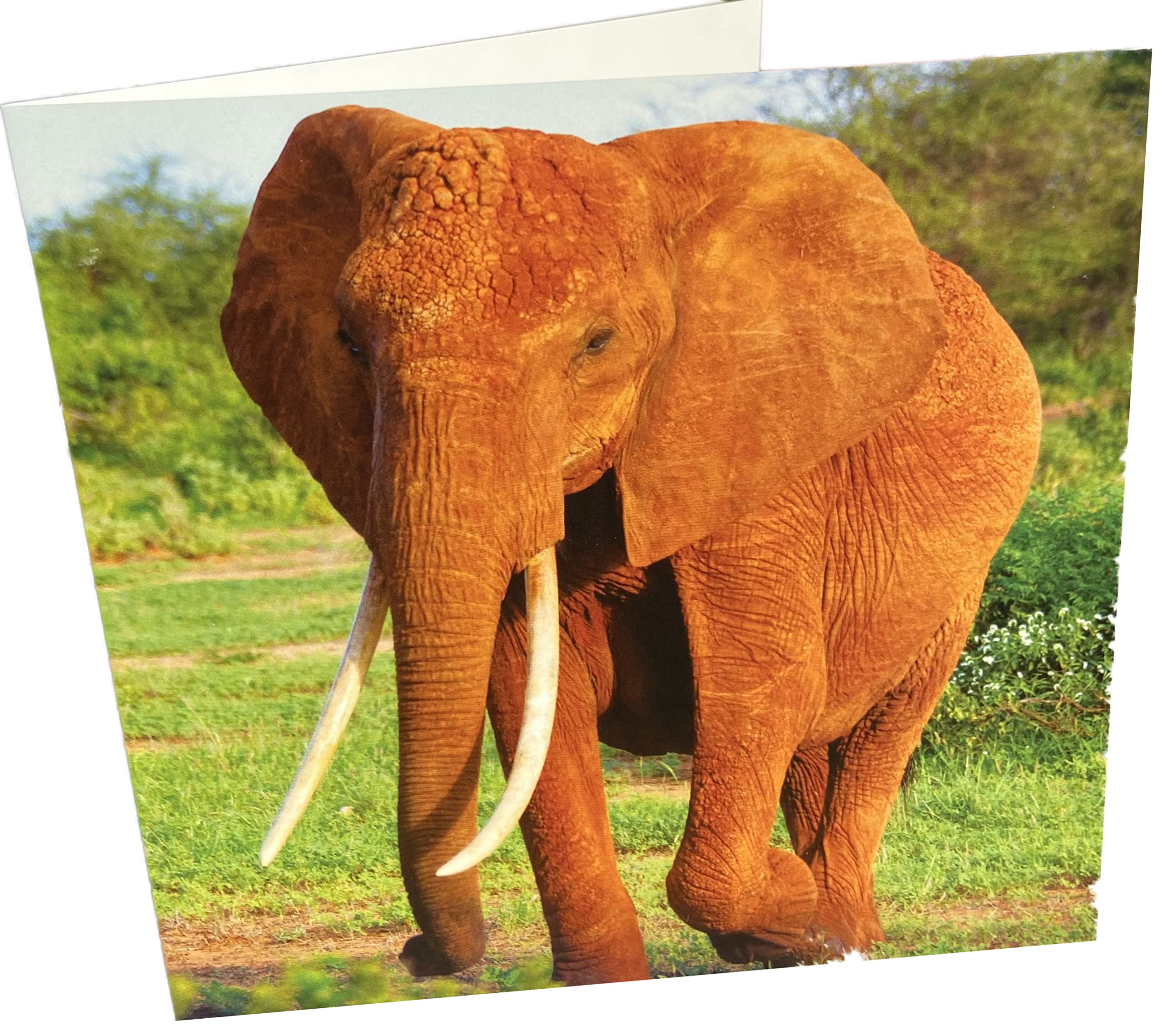 Maturi Elephant Photographic Blank Birthday Greetings Card, 15.5 x 15.5 cm
