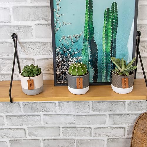 Vista 6 de Plants for Pets - Set de plantas suculentas vivas en macetas (paquete de 3), plantas suculentas de cactus vivas, plantas de interior, regalos