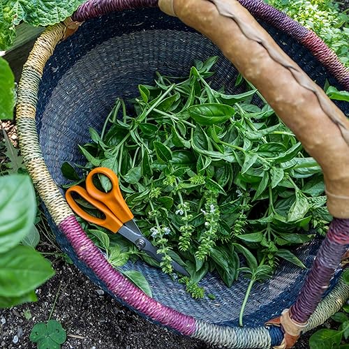 Miniatura 3 de Semillas de albahaca genovesa  Paquete de 200 unidades, orgánicas certificadas, sin OMG, polinización abierta, semillas de hierbas sin tratar para