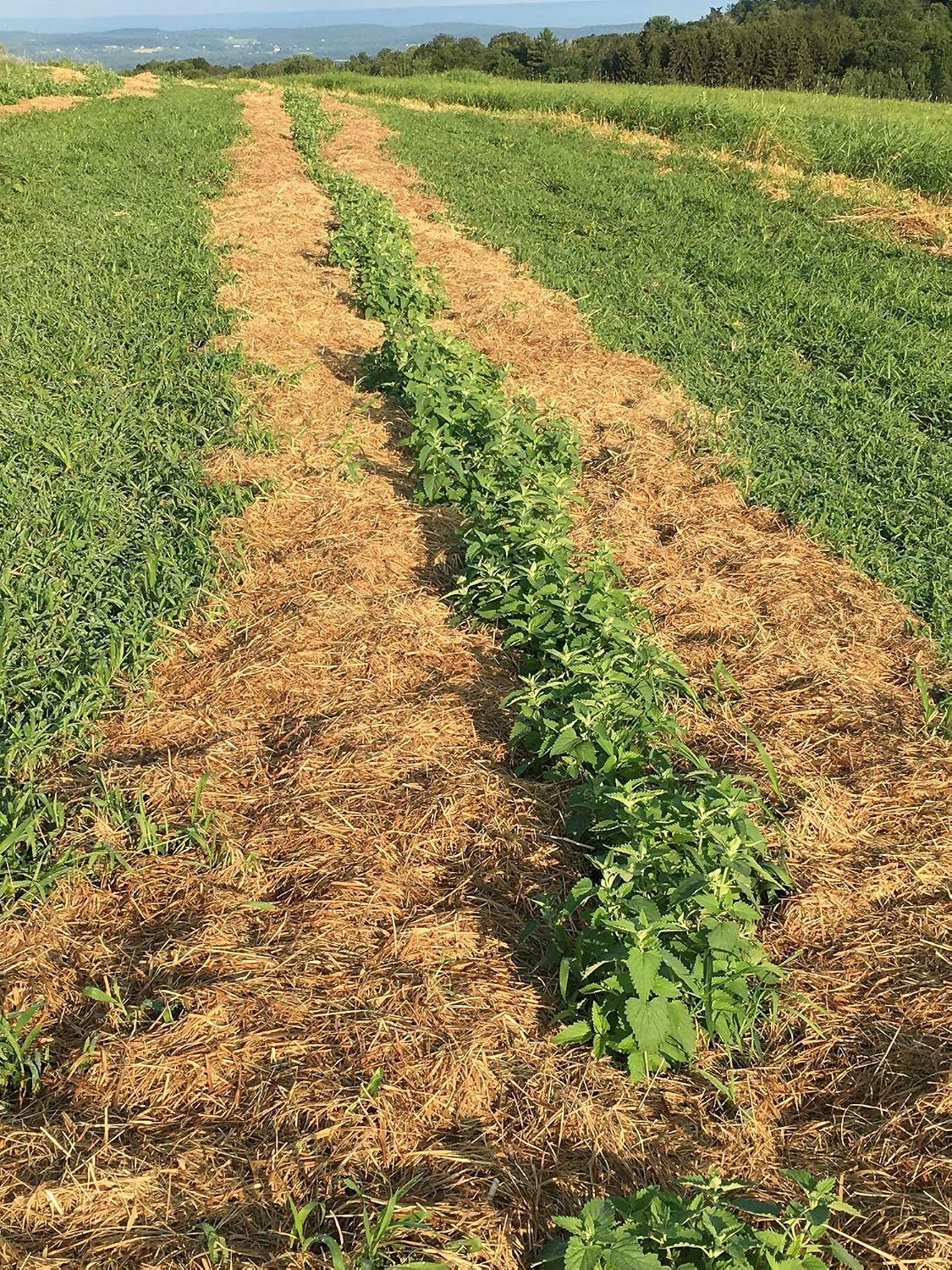 1 Lb Catnip cut
