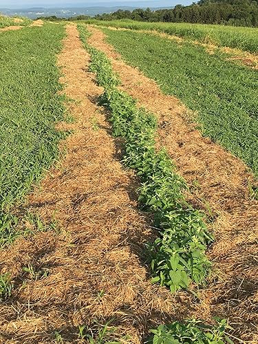 Miniatura 2 de 1 Lb Catnip cut