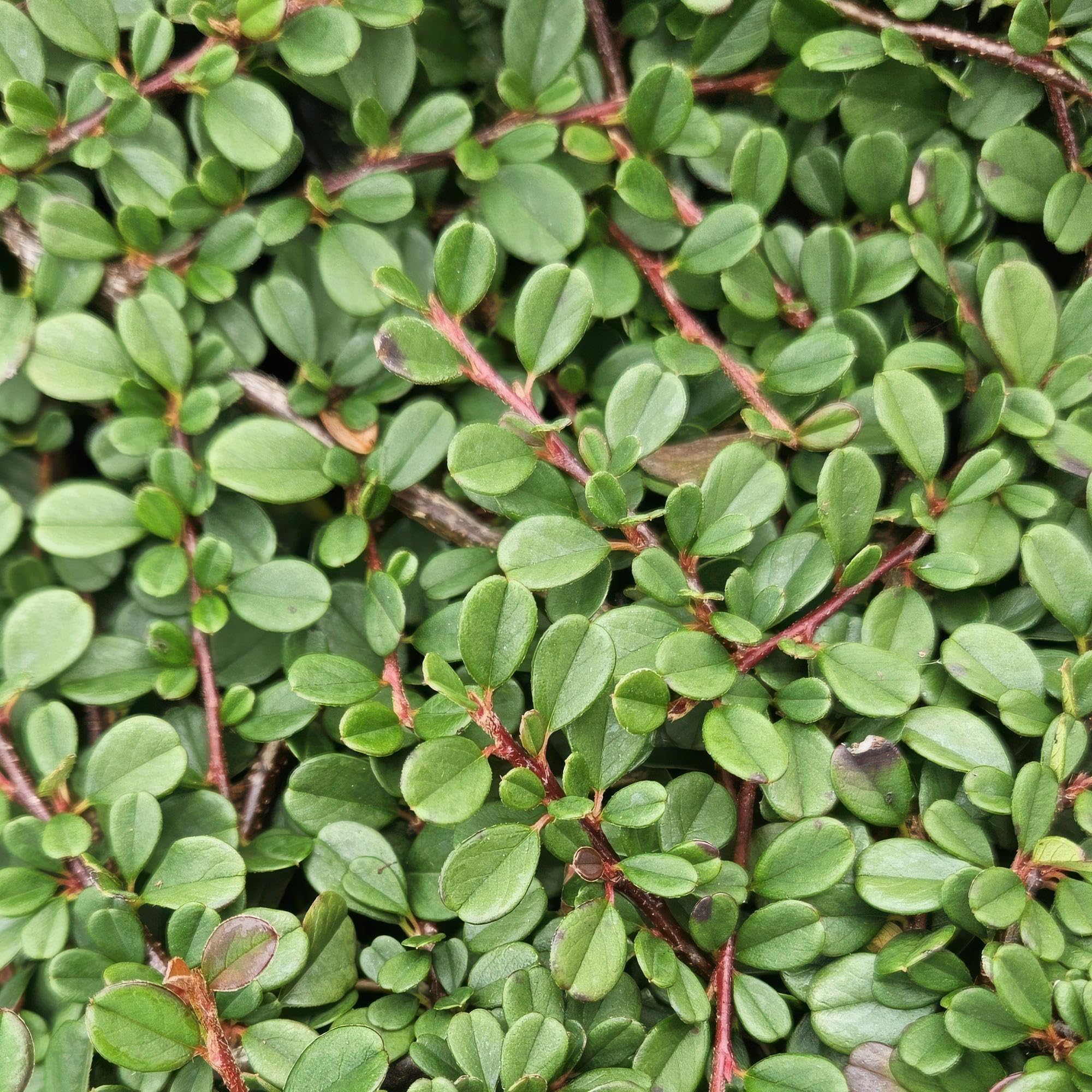 Cotoneaster Streib's Findling Tapizante para Jardín, Pack de 60, Ø9cm
