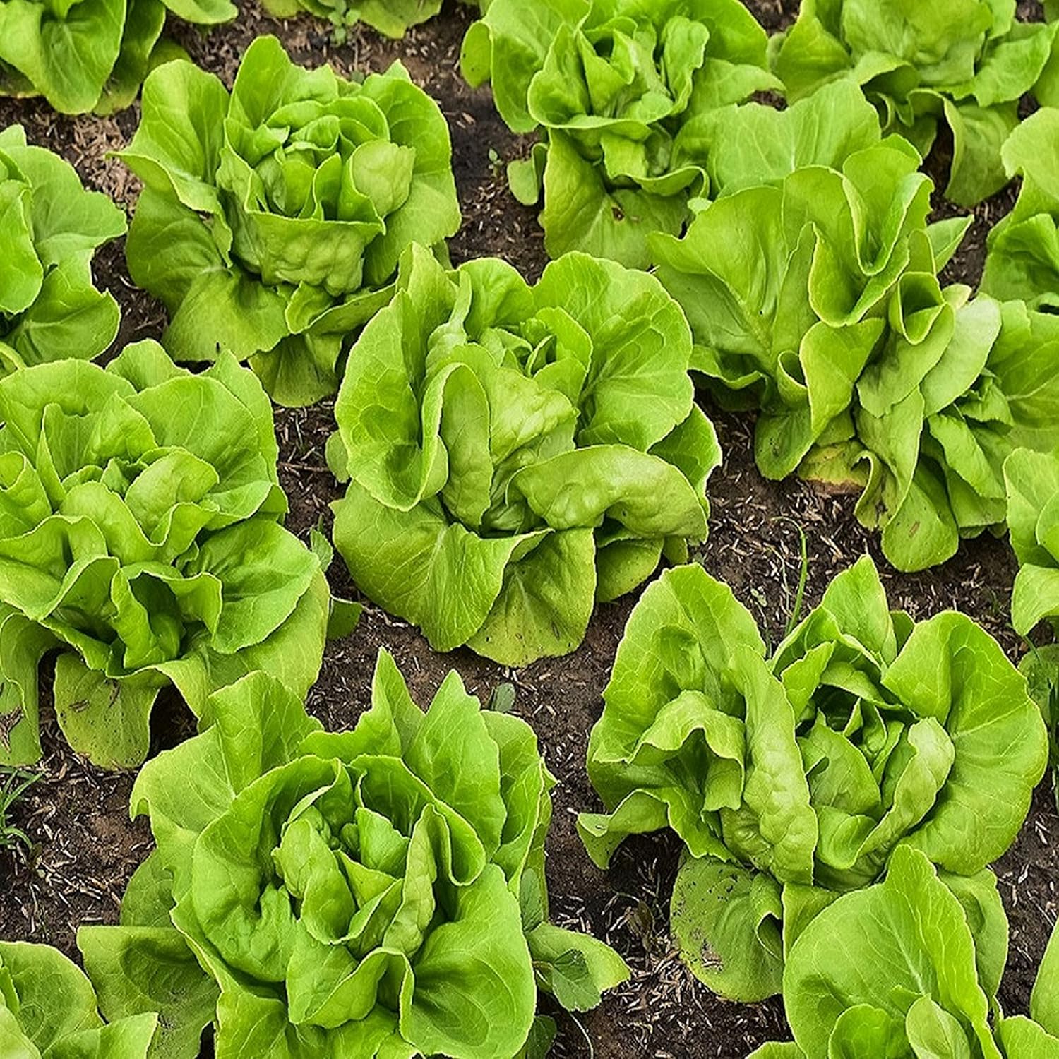 Lettuce Seeds for Planting Plant & Grow Buttercrunch