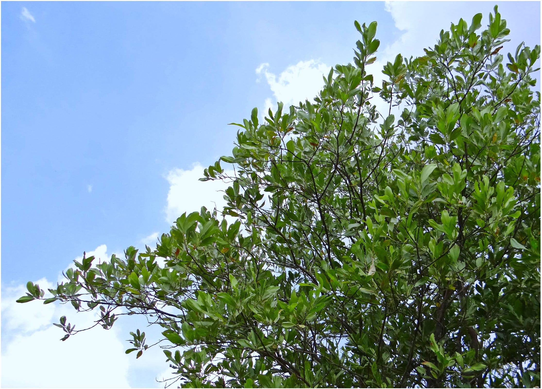 Acacia mangium 10 Seeds Hickory Wattle Tree Multi Purpose White Flower Spikes from Australian Rainforest Multi-Purpose Container or Standard