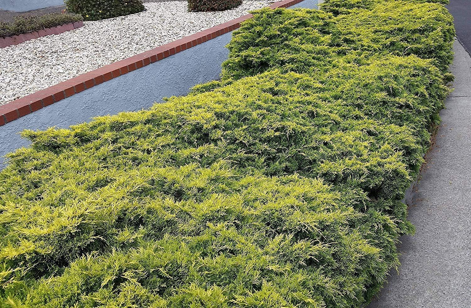 Old Gold Juniper - 3 Live Gallon Size Plants - Juniperus Chinensis - Drought Tolerant Cold Hardy Evergreen Groundcover